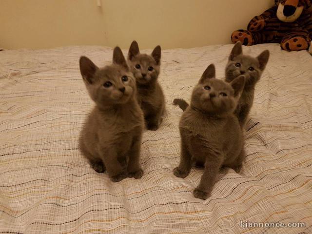 Bébé chaton bleu russe mâle et femelle 