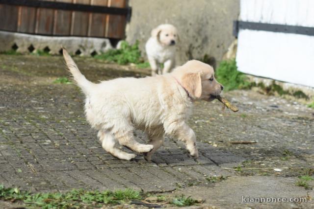Je donne chiot golden retriever disponible 