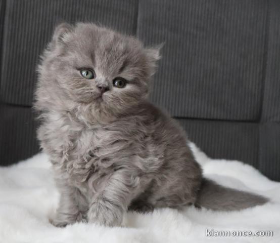 Chatons British Shorthair et Longhair a donner 
