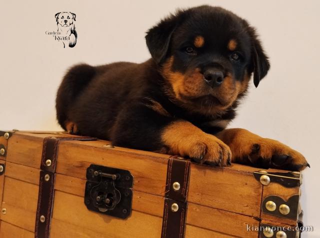 bébé chiot rottweiler disponible 