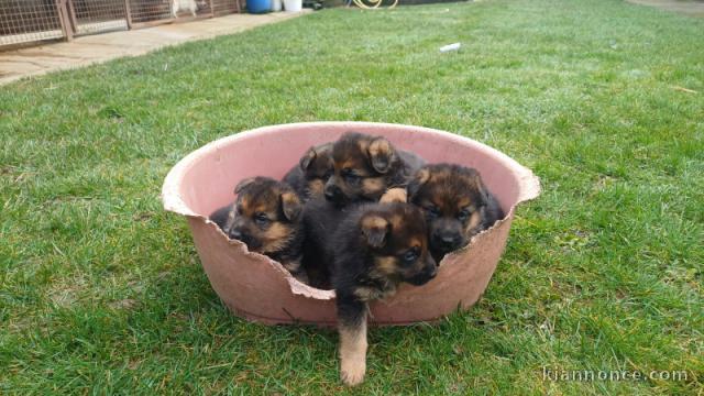 chiot berger allemand disponible pour adoption 