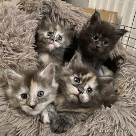 adorable chaton Maine coon femelle et mâle à placer 