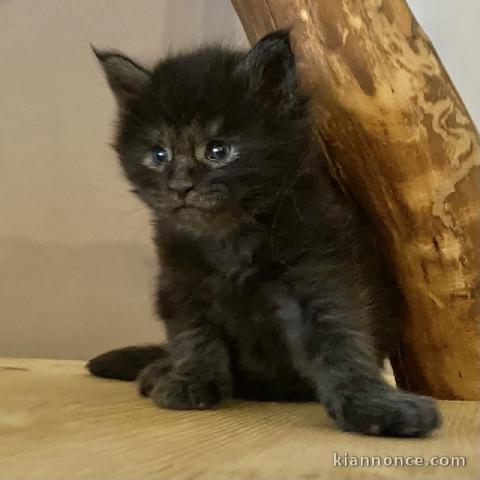 bébé chaton maine coon disponible 