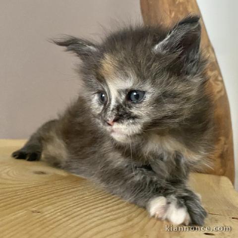 chaton maine coon disponible pour adoption 