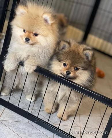 chiot type spitz allemand race 