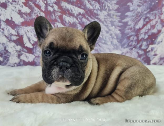 je donne chiot bouledogue français 