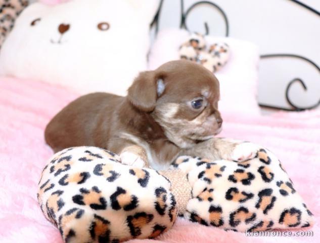 Magnifique chiot chihuahua mâle 