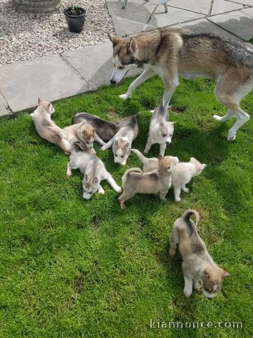 Chiot husky sibérien à placer 