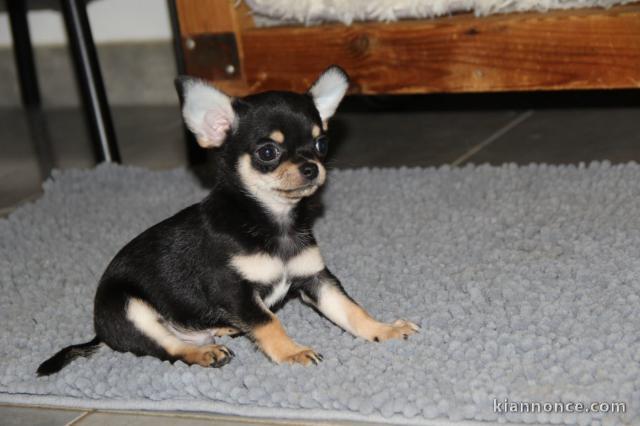 Chiot chihuahua disponible 