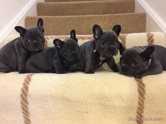 Dons chiot bouledogue français disponible 