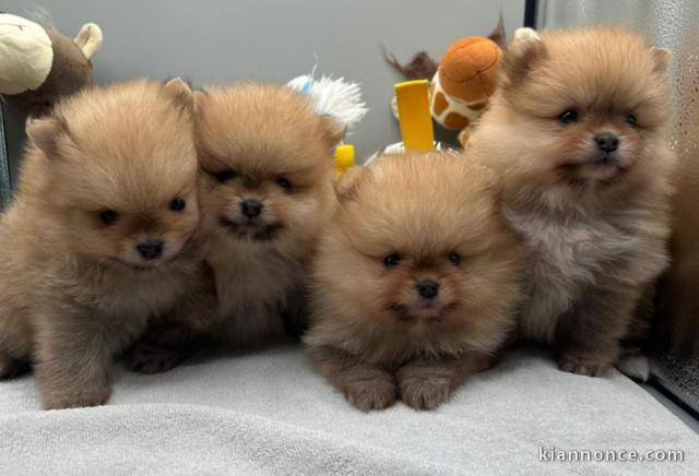 chiot spitz allemand disponible 