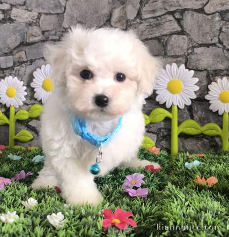 chiot bichon maltais à donner 