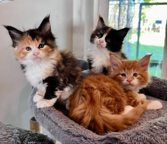 magnifique chaton maine coon disponible 