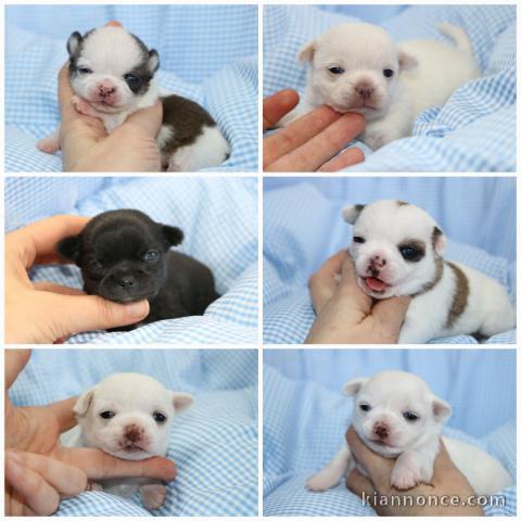 chiot chihuahua disponible pour adoption 