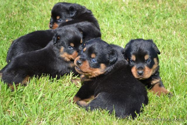 adoption chiot rottweiler disponible 