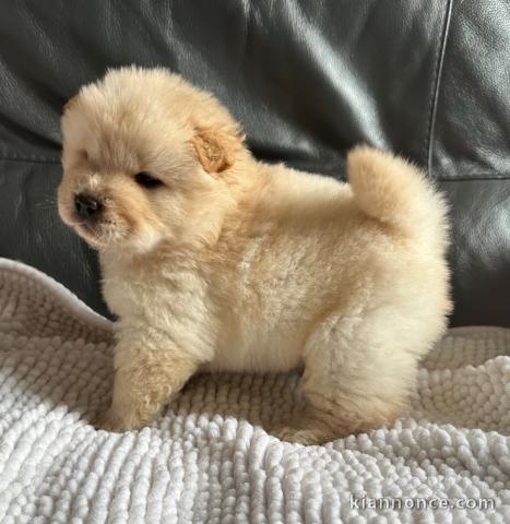 chiot chow-chow a donner 