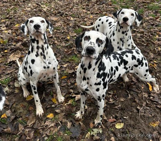 chiot dalmatien a donner 