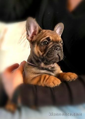 je donne chiot bouledogue français 