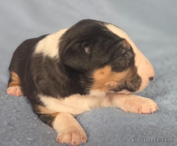 bébé chiot bull terrier femelle a donner 