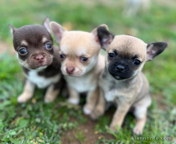 trois chiot chihuahua disponible pour adoption 