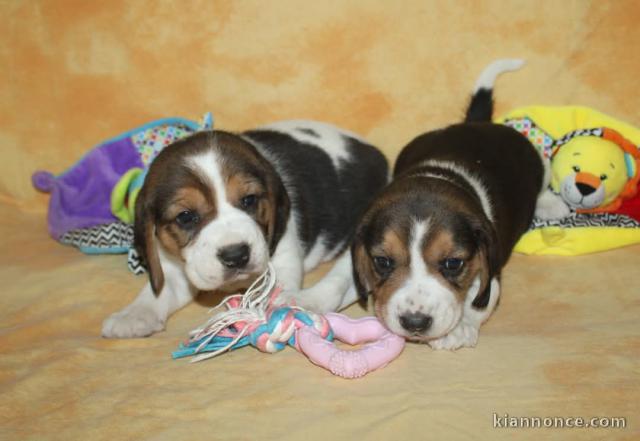 chiot beagle disponible pour adoption 