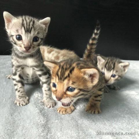 chaton Bengal disponible pour adoption 