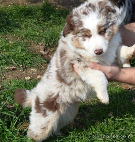 chiot berger australien disponible 