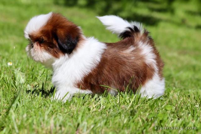 chiot Shih Tzu a donner 