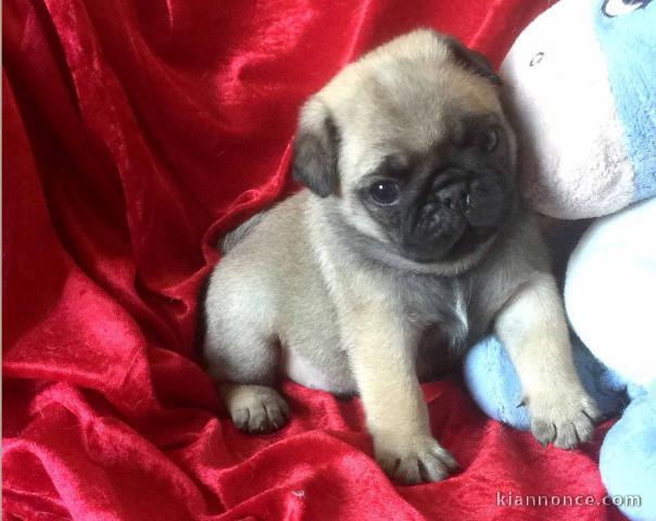 chiot carlin disponible pour adoption 