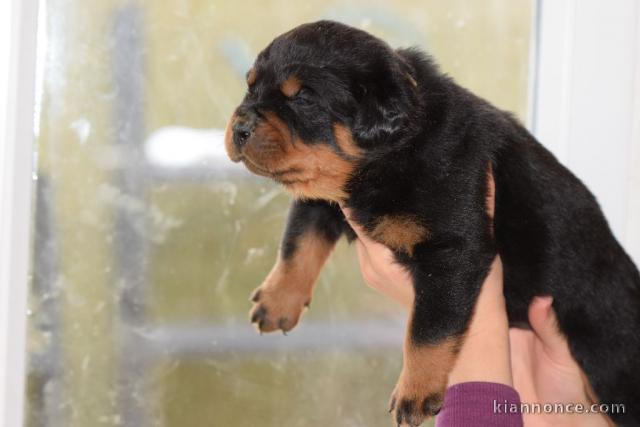 chiot rottweiler à donner 