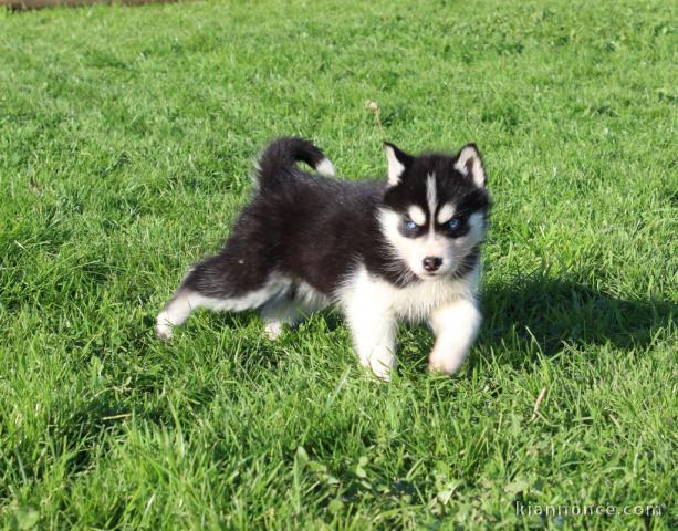 husky sibérien adorable chiot 