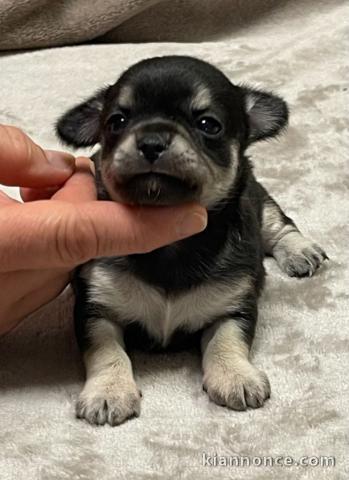 chiot chihuahua femelle a donner 