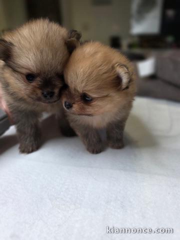 deux chiots Spitz allemand disponible 