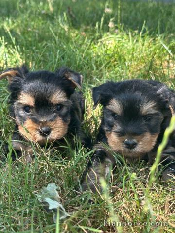 chiot Yorkshire terrier femelle disponible 
