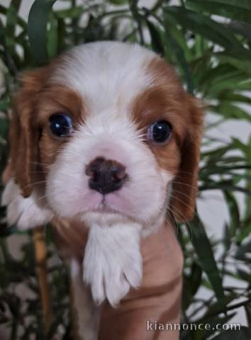 chiot cavalier king charle disponible 