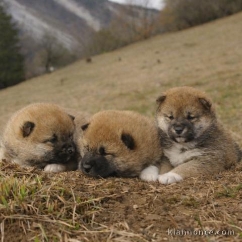 chiot Shiba inu a donner 