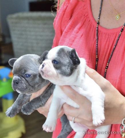 deux chiots bouledogue français disponible 