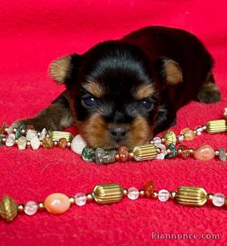 chiot Yorkshire terrier femelle 