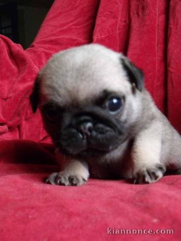 je donne chiot carlin disponible 