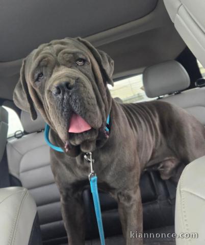 je donne chiot Cane Corso disponible 