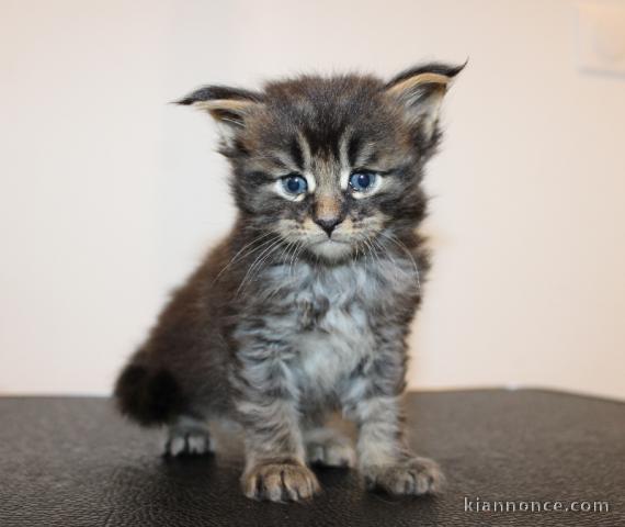chaton maine coon mâle a donner 
