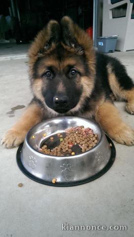 je donne chiot berger allemand disponible 