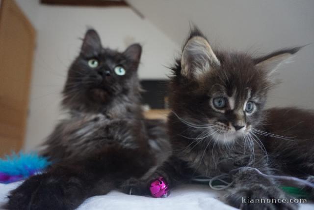 je donne mon chaton maine coon 