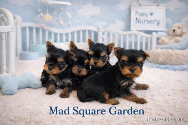 je donne chiot Yorkshire terrier 