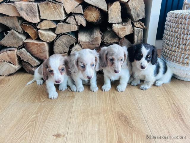 chiot teckel a été vérifiée par vétérinaire 