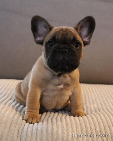 Chiot bouledogue français à donner 