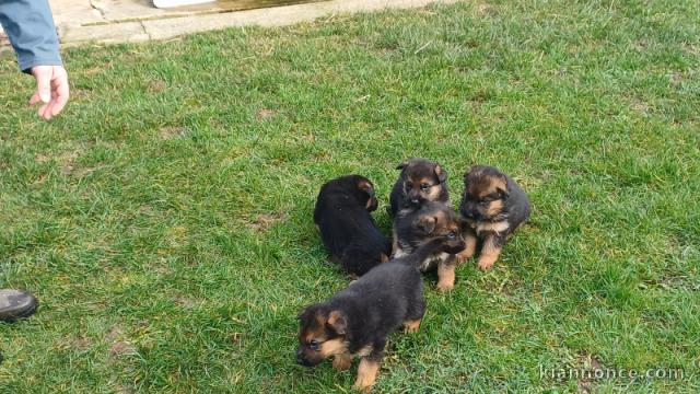 Berger allemand disponible pour adoption 