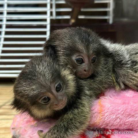 Singe capucin mâle pour adoption 