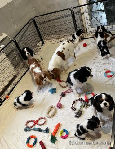 Adoption chiot cavalier king charle 