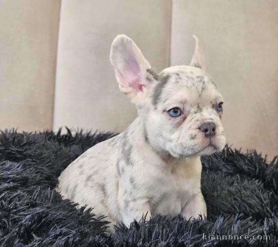 Chiot bouledogue français à donner 